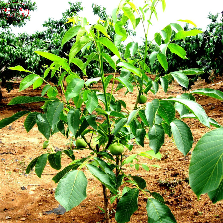 2公分核桃树 2公分核桃树种植基地