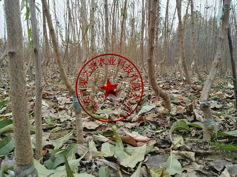 奈李苗多少钱一棵