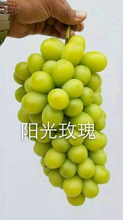 无核A09葡萄树苗品种有哪些、淮北蓝宝石葡萄苗