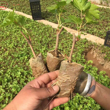 黔东南心愿葡萄树苗技术指导质优