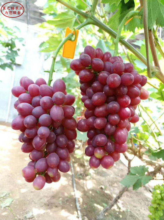 阳光玫瑰葡萄树苗种植技术、清徐早峰葡萄苗品种有哪些