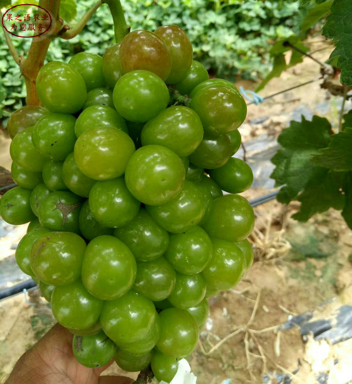 秋黑葡萄苗今年价格、温州蓝宝石葡萄苗种植时间
