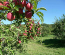 新品种：红丽苹果树苗种植基地、张家口123苹果树多少钱一株