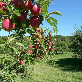 新品种：金冠苹果苗报价一览表、遵义福早红苹果树苗新品种价格基地