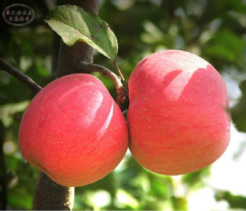 新品种：1cm苹果苗多少钱一棵、惠州苹果树苗批发种植技巧