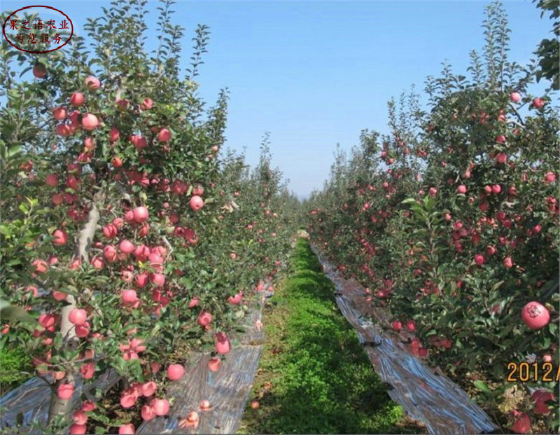 新品种：太平洋嘎啦苹果树苗价格实惠、南岸短枝苹果树哪里价格低