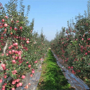 新品种：华冠苹果树苗批发、沧州1cm苹果苗市场前景