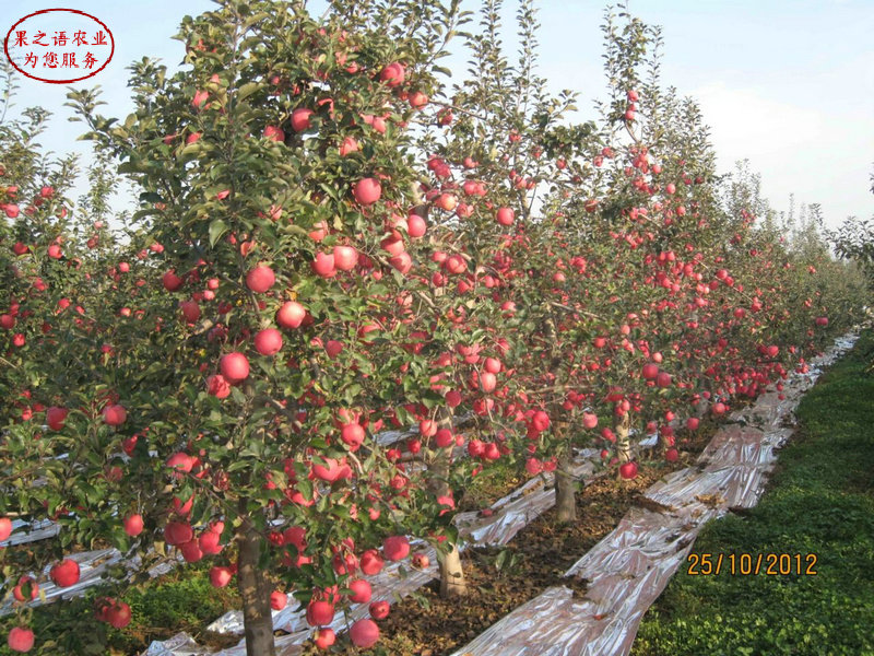 新品种：红嘎啦苹果树苗种类繁多、和县寒富苹果苗规格型号