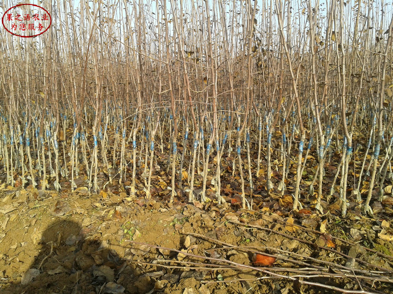 新品种：藤木一号苹果树苗真正适合南方种植的品种、海东红丽苹果树苗合作一次长久合作