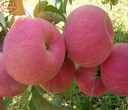 新品種：紅世界一蘋果樹苗不二之選、茂名亞他卡蘋果苗值得信賴