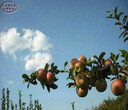 新品種：映雪紅鈴蘋果苗哪里的正宗、河西龍紅蜜蘋果苗規格全物美價廉