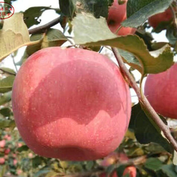 新品种：1公分苹果树品种、百色6cm苹果树丰产果型
