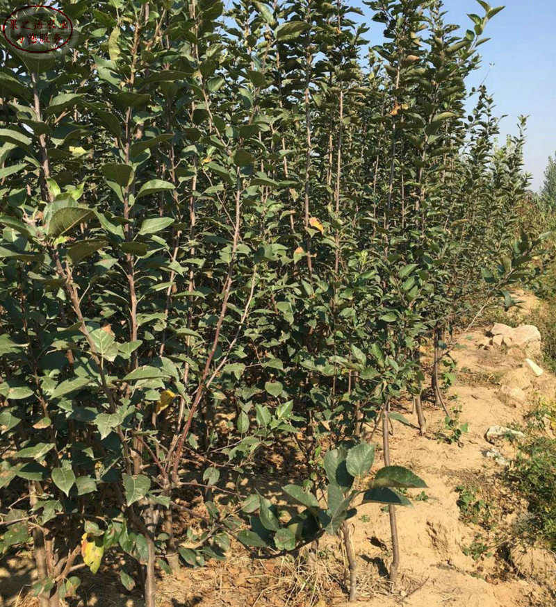 新品种：6cm苹果树苗供应商、杭州福艳苹果苗