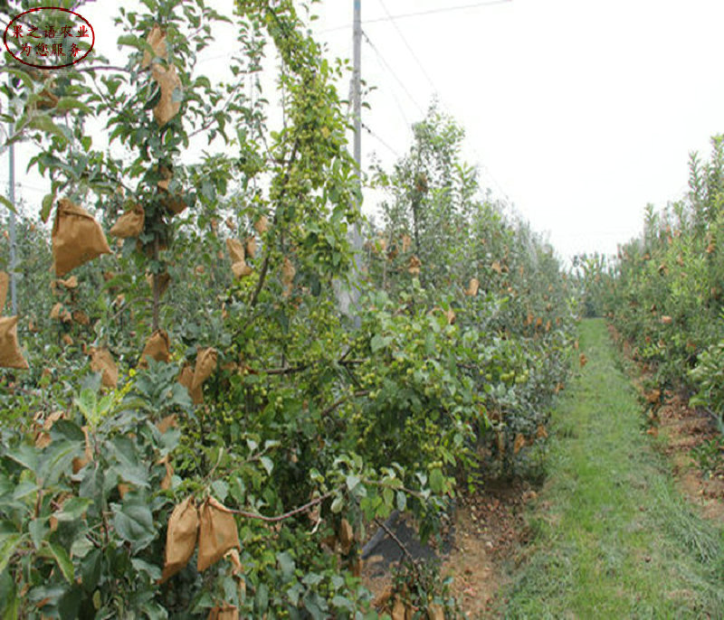 新品种：信浓红苹果苗种植技巧、甘南短枝苹果树苗出厂价格