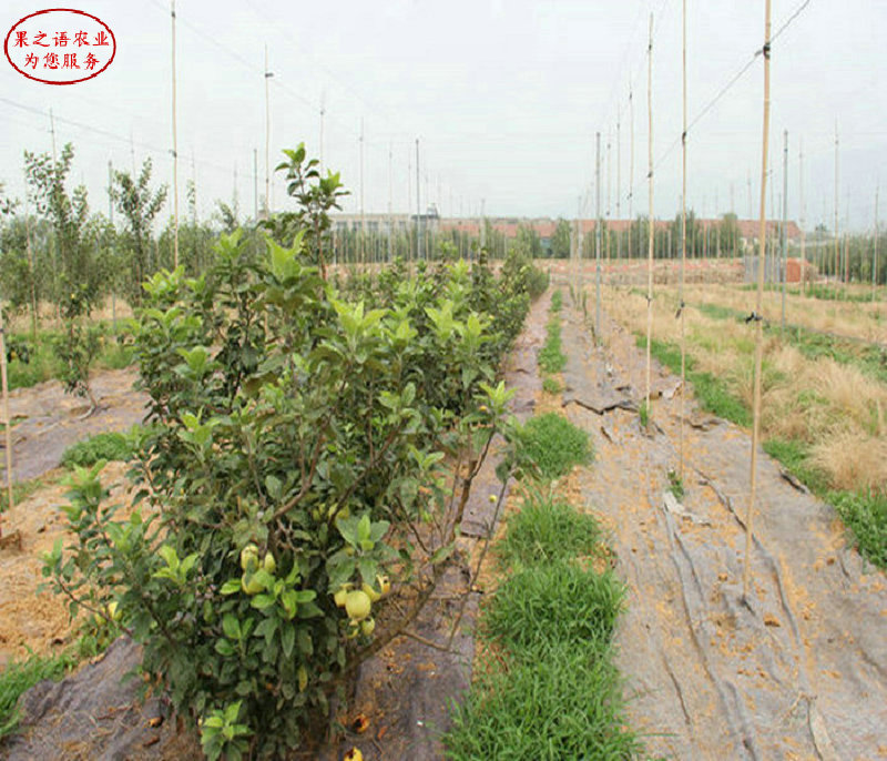 新品种：信浓红苹果苗种植技巧、甘南短枝苹果树苗出厂价格