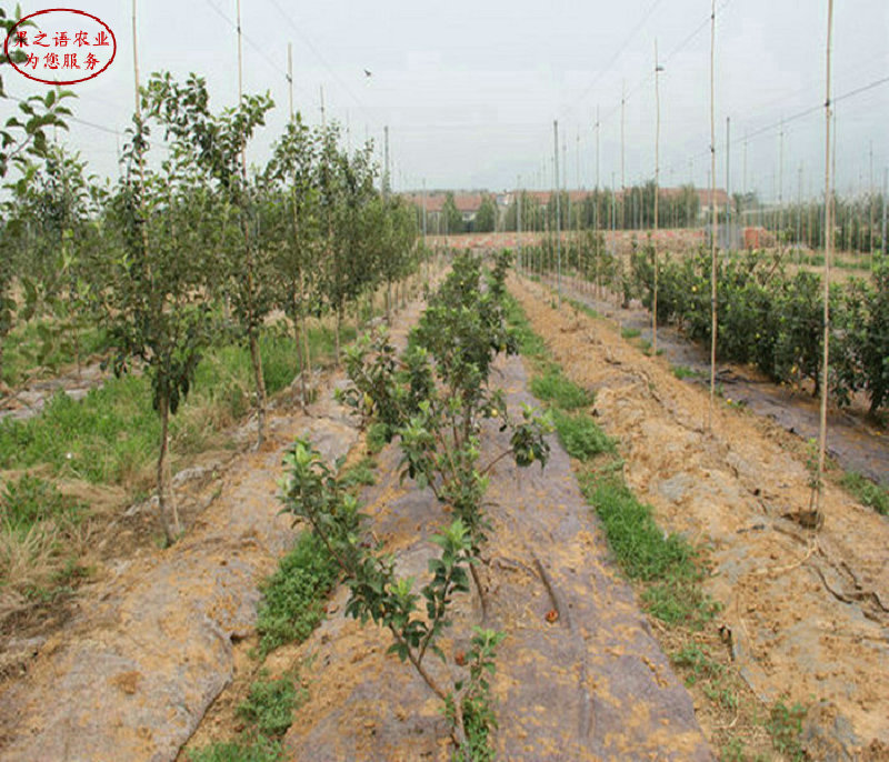 新品种：10cm苹果树品种有多少价格、昌吉秋口红苹果苗专卖