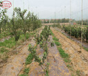 新品种：珊夏苹果苗种植基地、佳木斯红骨髓苹果树规格型号