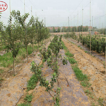 新品种：珊夏苹果苗种植基地、佳木斯红骨髓苹果树规格型号