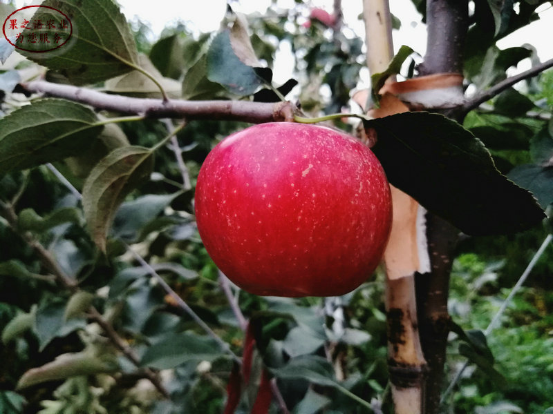 新品种：藤木一号苹果树苗现货、永川极早红苹果树规格品质