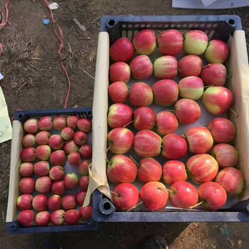 新品种：国光苹果树苗出售、宁河红夏苹果苗一棵的价钱