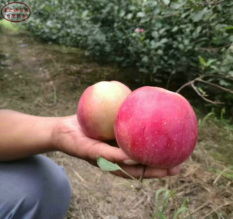 新品种：太平洋嘎啦苹果树苗价格实惠、南岸短枝苹果树哪里价格低