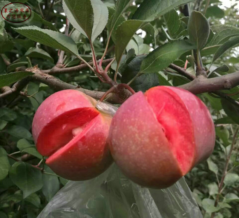 新品种：乙女苹果苗行情、新乡红丽苹果树市场