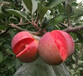 新品种：烟红蜜苹果树苗种类繁多、兰州世界一苹果树苗种植基地