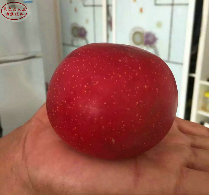 新品种：华冠苹果树苗批发 、沧州1cm苹果苗市场前景