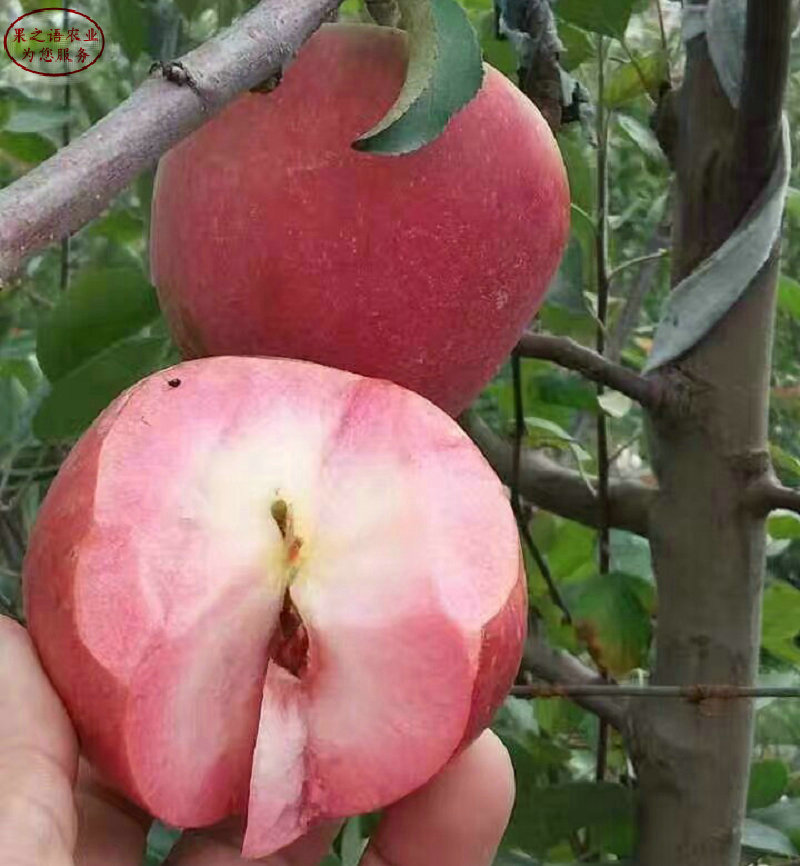 新品种：红骨髓苹果树含糖量多少、益阳123苹果树苗对使用环境的要求