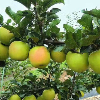 新品種：紅星蘋果樹苗批發(fā)、貴陽國光蘋果樹優(yōu)點包括哪些