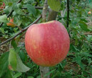 新品種：陸奧蘋果樹苗不二之選、崇左極早紅蘋果樹是什么