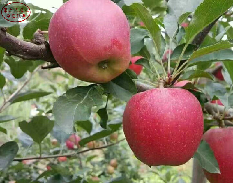 新品种：1公分苹果树品种、百色6cm苹果树丰产果型