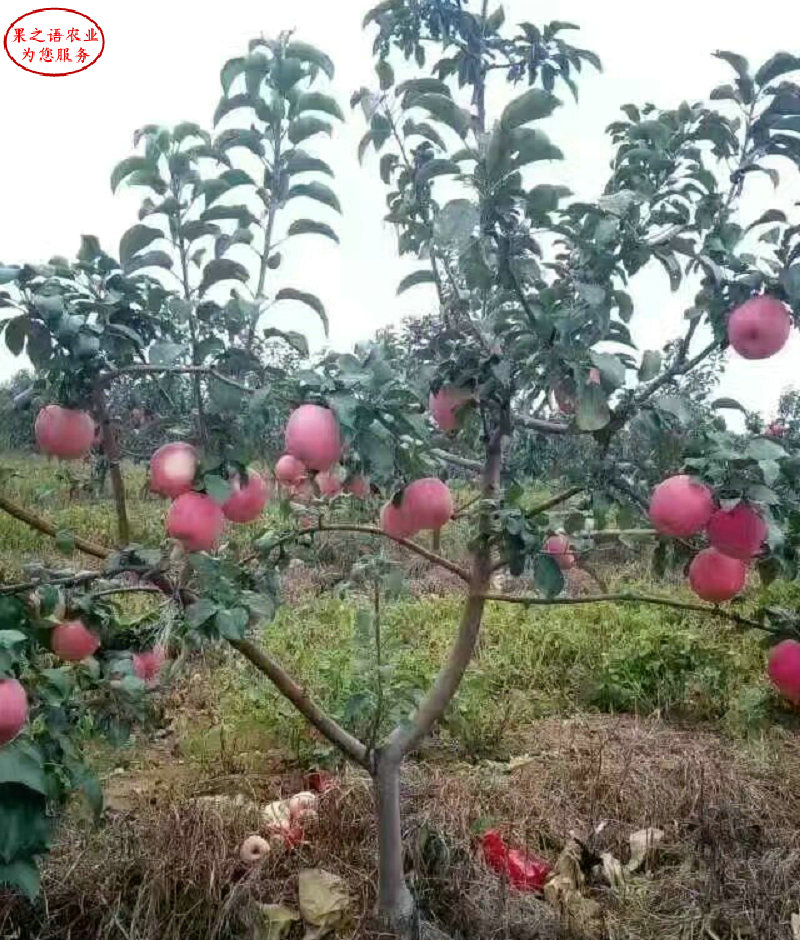 新品种：静香苹果苗基地供应、芜湖9公分苹果树真正适合南方种植的品种