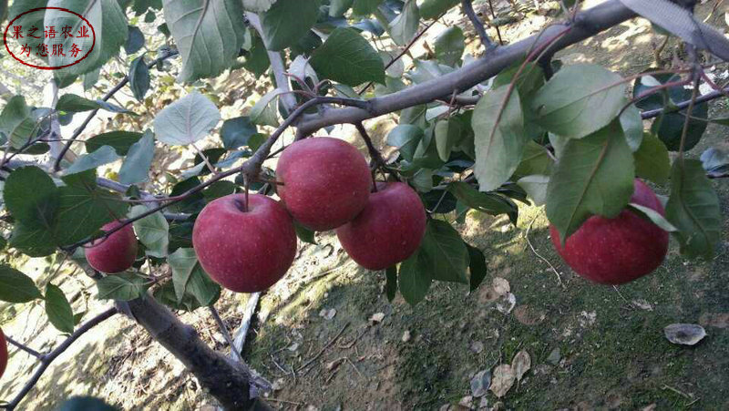 新品种：华硕苹果树种植时间、南宁蜜脆苹果苗从哪里引进成熟期是几月成熟期是几月