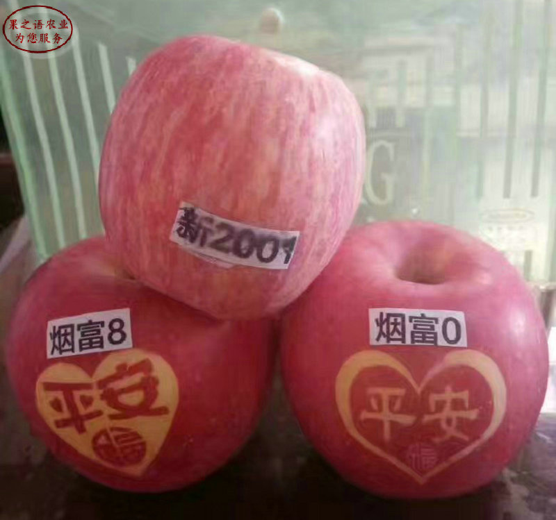 新品种：福早红苹果树种植技巧、江门8公分苹果苗哪家便宜
