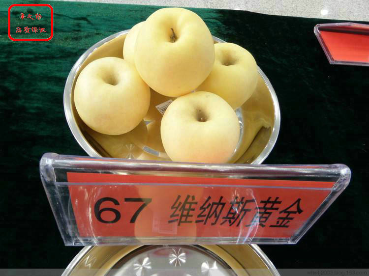 新品种：鸡心果苹果苗技术指导、淄博秋口红苹果苗种植技巧