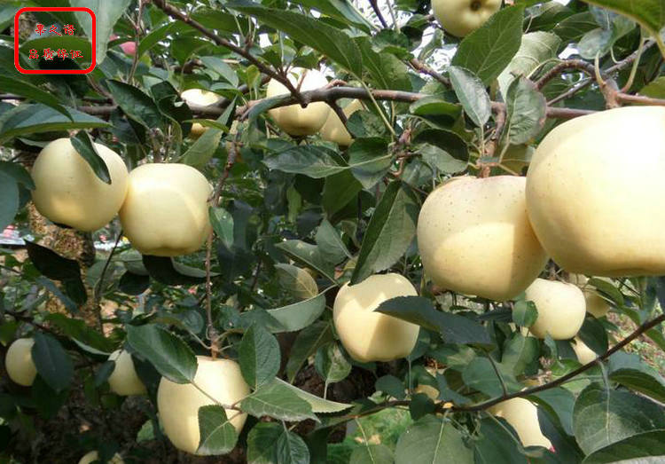 新品种：陆奥苹果苗供应、德阳王林苹果苗