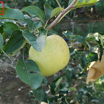 澳洲青苹果树苗澳洲青苹果树苗培育基地