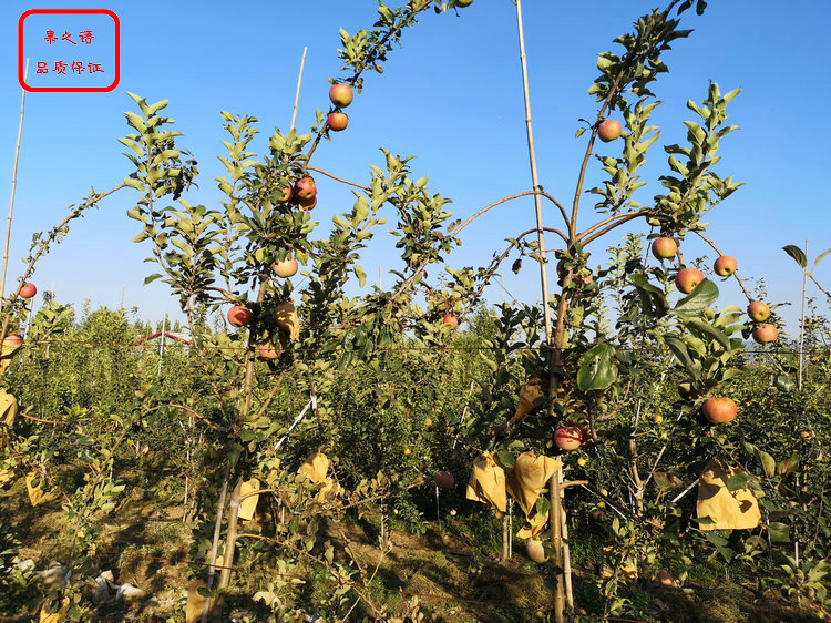 澳洲青苹果树苗 澳洲青苹果树苗培育基地