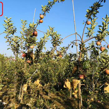 珊夏苹果树价格、珊夏苹果树