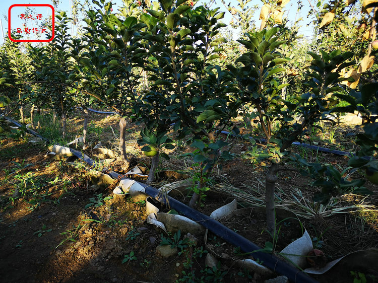 新品种：鲁丽苹果树苗出售信息、岳阳高钙苹果树苗学习技术多少钱