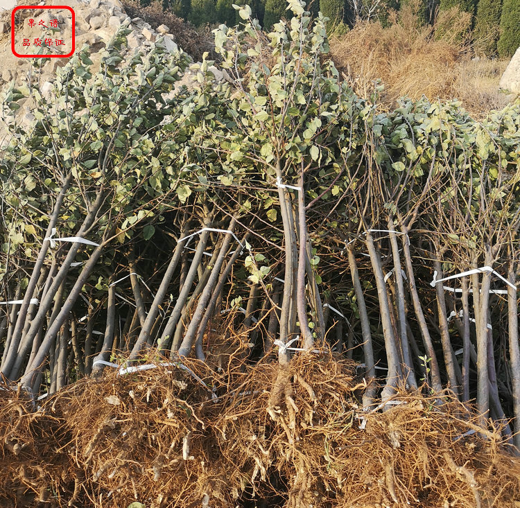 新品种：澳洲青苹果树种植技术、海南金冠苹果树苗质量过关 欢迎洽谈