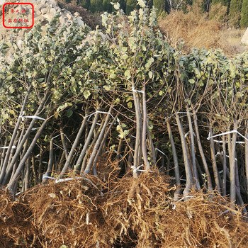 鲁丽苹果苗鲁丽苹果苗种植基地