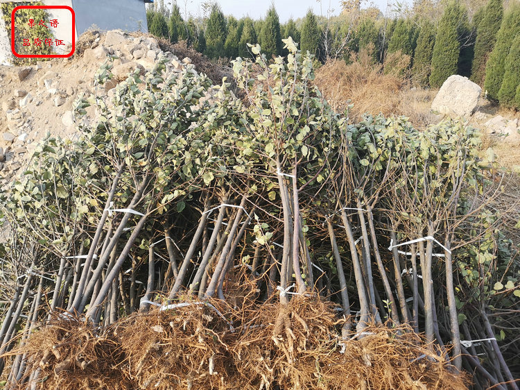 蜜脆苹果树苗 蜜脆苹果树苗供应商