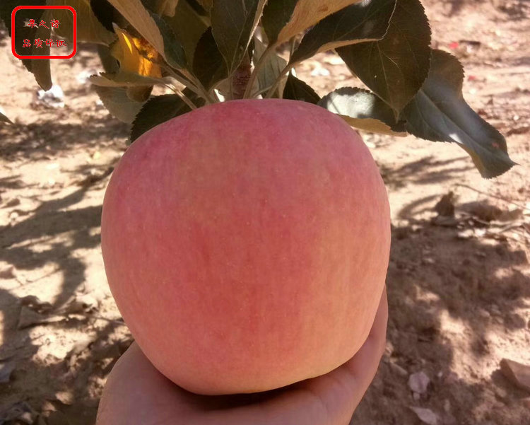 新品种：藤木一号苹果树出售信息、三门峡烟富3号苹果苗种植技术