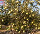 新品種：紅嘎啦蘋果樹出售、南陽6cm蘋果苗型號