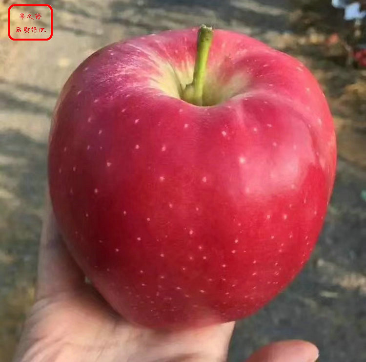 新品种：烟红蜜苹果苗品种、巴南脱毒苹果树种植技巧