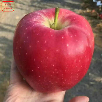 新品种：1cm苹果苗哪家好、济南金矮生苹果苗哪里价格低
