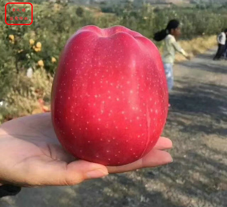 新品种：123苹果树真正适合南方种植的品种、咸宁红世界一苹果树对使用环境的要求