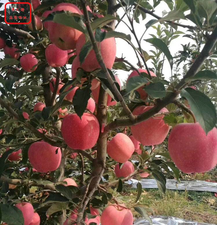 新品种：太平洋嘎啦苹果树苗今年价格、宁德极早红苹果树苗批发_